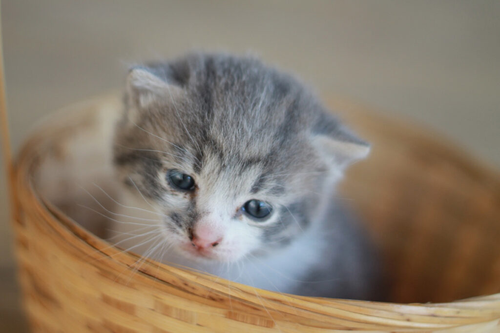 American Curl in foto cucciolo nella cesta