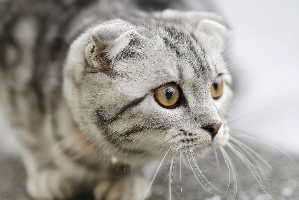 American Curl in una foto in cui appare curioso