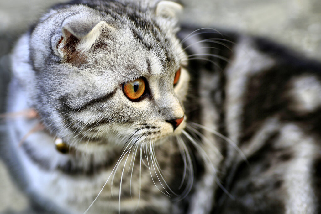 American Curl tigrato in foto