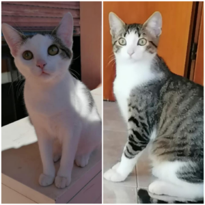 Bianca e Leone, cercasi adozione di coppia per questi due bellissimi gattini: aiutiamoli