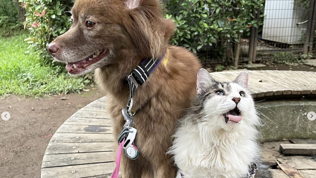 Cane e gatto amici per tutta la vita stanno insieme