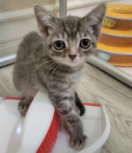 Clock, il gattino più piccolo della cucciolata