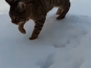 Il gatto scuote la zampa e sembra che non abbia ossa: il video