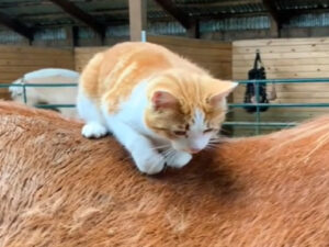 Gatto fa amicizia con un cavallo