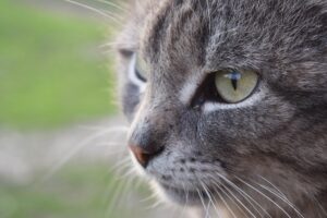 Gatto salva una donna che ha avuto un infarto: la storia