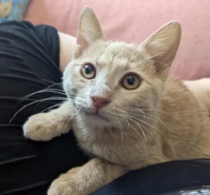 Fish, il gatto che aveva paura di tutto, è rinato