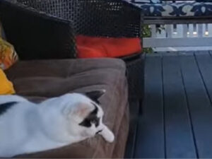 Gatto diventa amico di un uccello e di uno scoiattolo: la storia