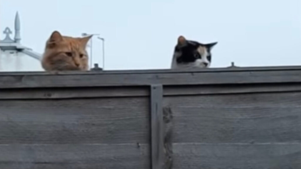 Gatti curiosi spiano