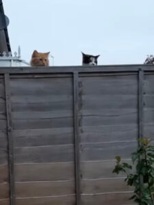 Gatti curiosi spiano il giardino affianco