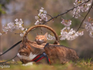 Due gatti si rilassano durante la stagione della fioritura dei ciliegi in Giappone