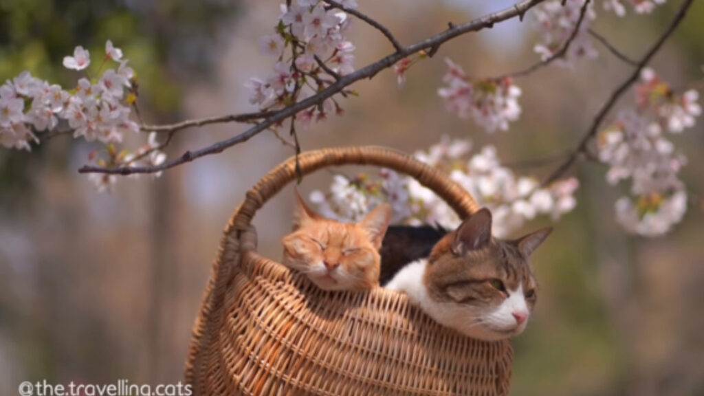 Gatti e ciliegi in Giappone