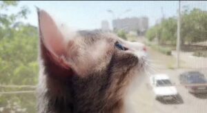 Gattino vede un uccellino per la prima volta (VIDEO)