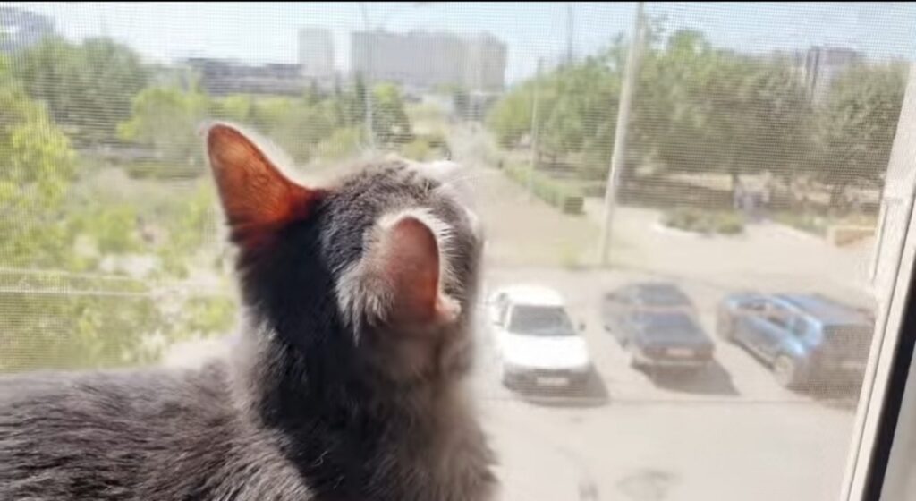video di un gattino