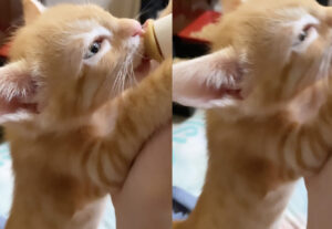 Gattino intento a bere il latte dal biberon muove orecchie