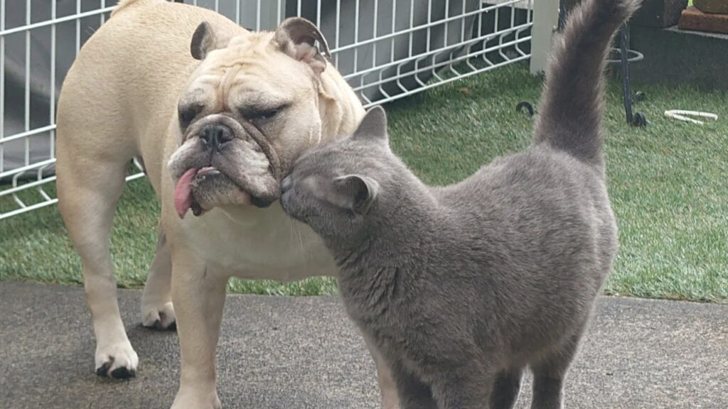 Gatto Certosino trova un amico che gli vuole bene