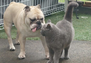 Gatto Certosino trova un amico bulldog