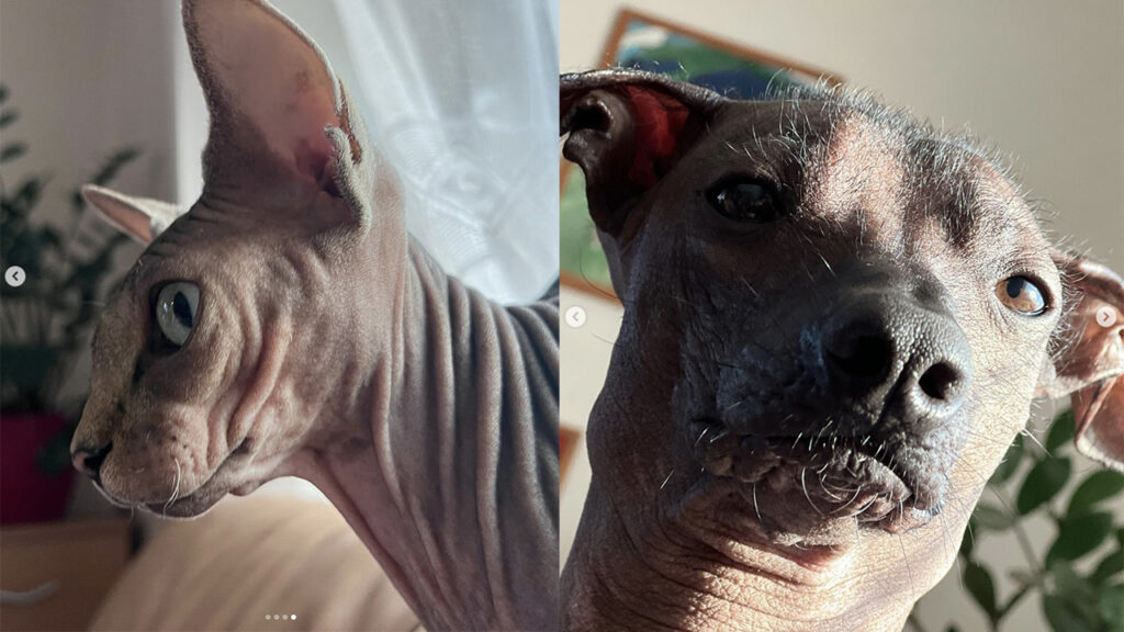 Gatto Sphynx e cane glabro convivono