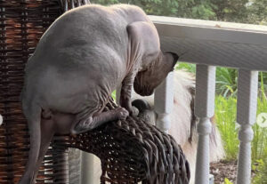 Gatto Sphynx fa amicizia con cane al balcone