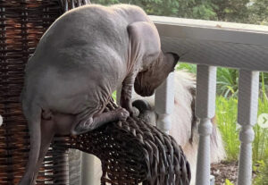 Gatto Sphynx fa amicizia con cane, un incontro al balcone