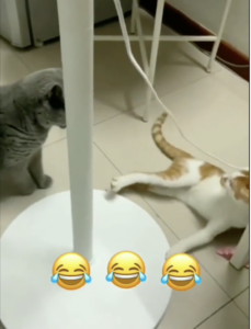 Gatto adulto spinge gattino