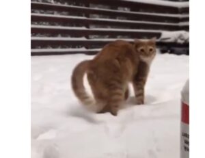 Gatto arancione gioca in modo divertente con la neve