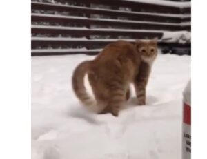 Gatto arancione gioca in modo simpaticissimo con la neve