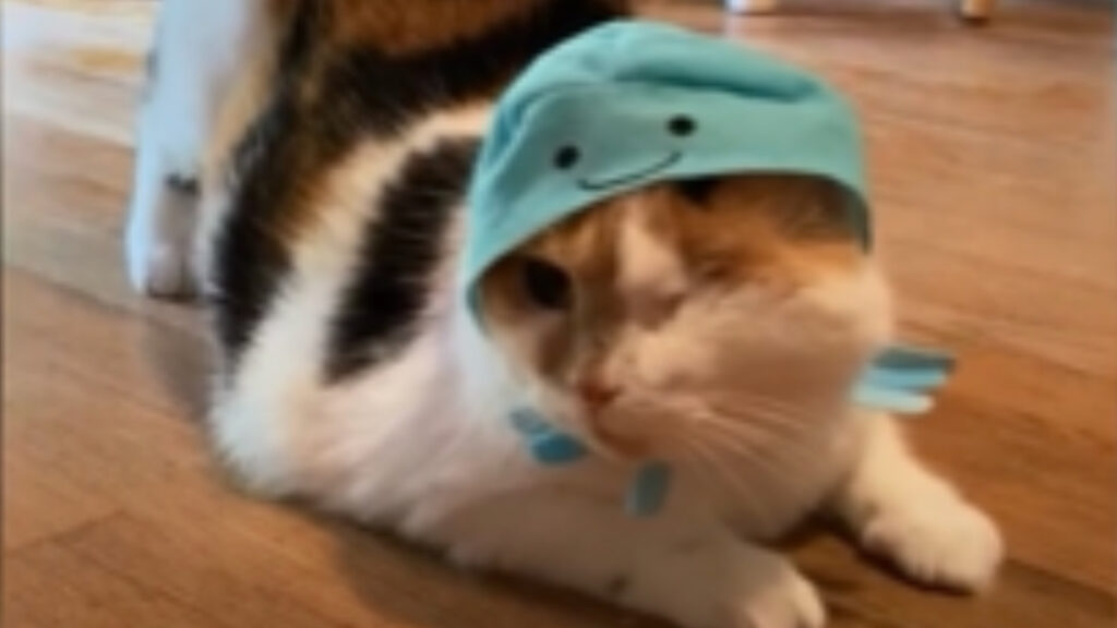 Gattina adora i cappelli