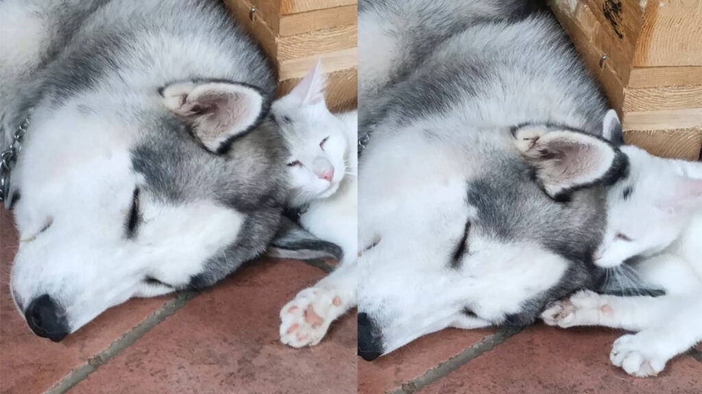 Gatto bianco e cane inseparabili dormono insieme