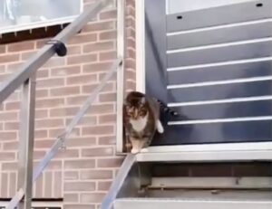 Gatto bussa alla porta in modo divertente