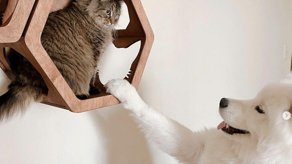 Gatto a pelo lungo disturbato da cane giocherellone 