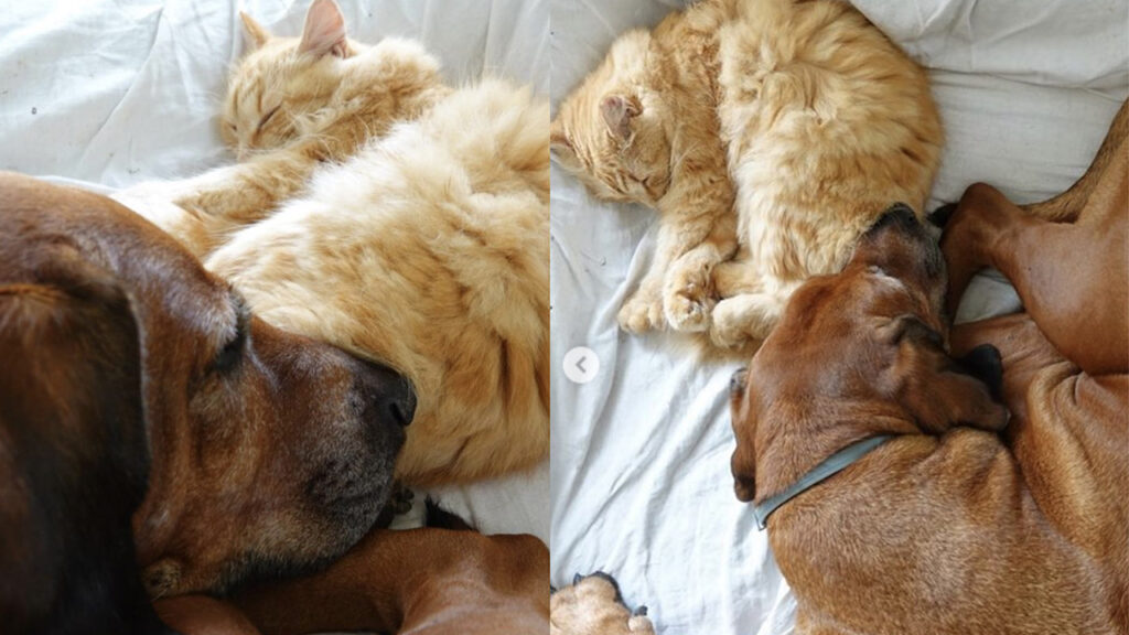 Gatto e cane dormono sullo stesso letto matrimoniale