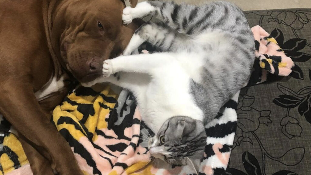 Gatto tigrato fa amicizia con cane da combattimento e dorme