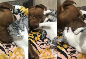 Gatto tigrato fa amicizia con cane da combattimento