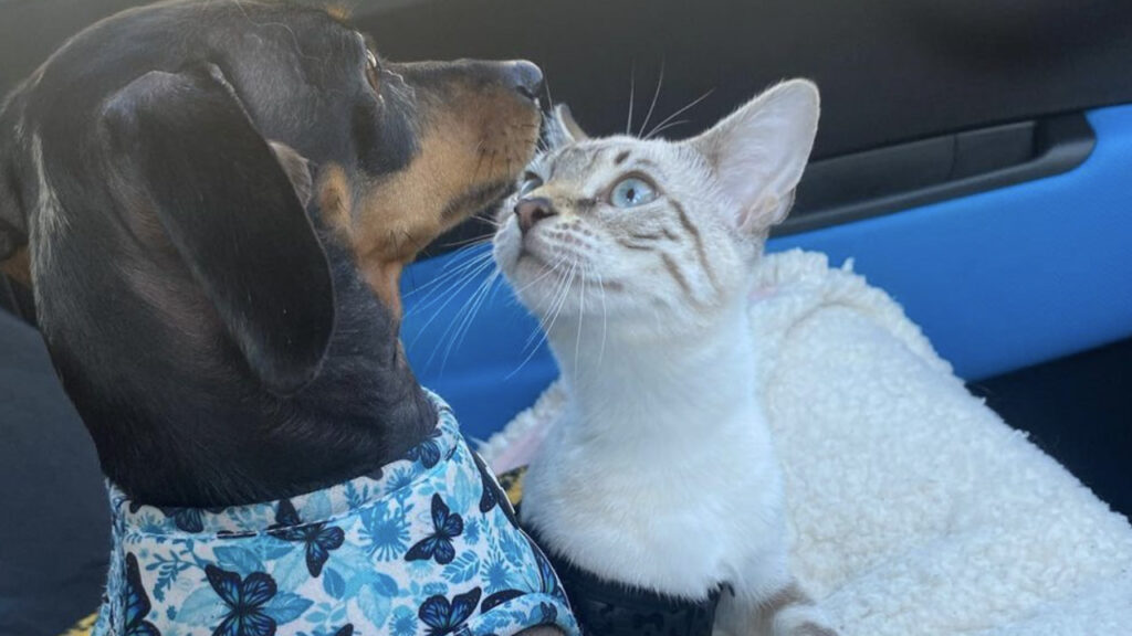 Gatto non è felice di viaggiare in auto con bassotto