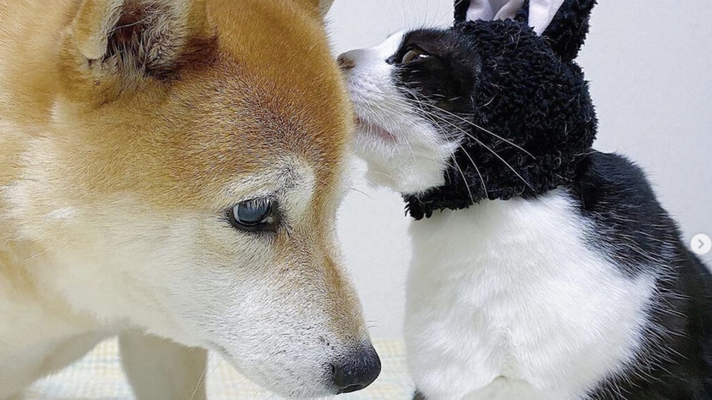 Gatto travestito da coniglio parla con amico cane