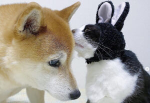 Gatto travestito da coniglio parla con cane