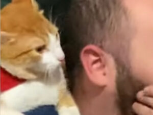 Gatto chiede coccole e sembra non poterne fare a meno