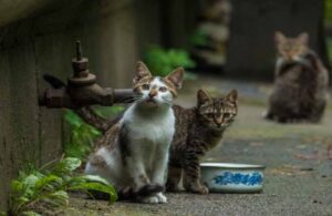 Gattoland, l’oasi felina distrutta da un incendio: cosa è successo