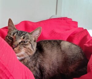 Guglielmo: gatto da casa cerca una mamma con cui scambiarsi tante coccole