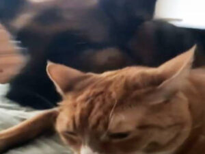 Pastore Tedesco impedisce al suo padrone di accarezzare il gatto