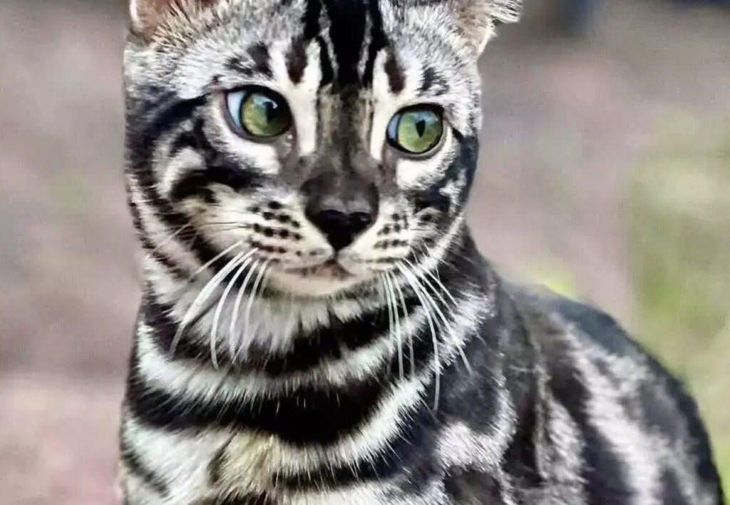 Kaa gatto del bengala con occhi verdi