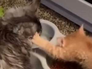 Gattino spinge via il suo fratellino mentre mangia: l’esilarante video