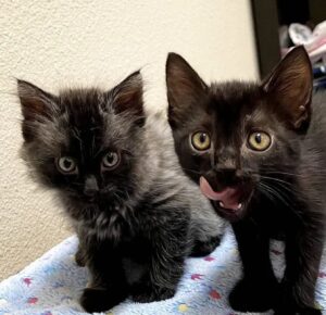 Laszlo e Lestat, i gattini trovati abbandonati in giardino