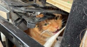 Gatto nascosto nella poltrona viene portato al negozio dell'usato