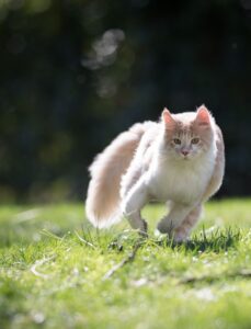 Perché i gatti iniziano a correre improvvisamente in giro per casa?