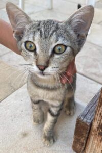 Pippo, il gattino arrivato nel cortile di un’abitazione è alla ricerca di una famiglia felice