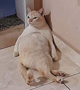 Gatto e il suo strano modo di coricarsi
