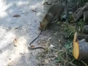 Gatto coraggioso prende un serpente e lo trascina via