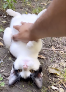 Gattino bianco e nero raggiunge subito il padrone appena sente la sua voce per farsi coccolare (VIDEO)