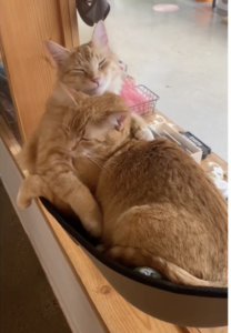 due gatti arancioni condividono la cuccia